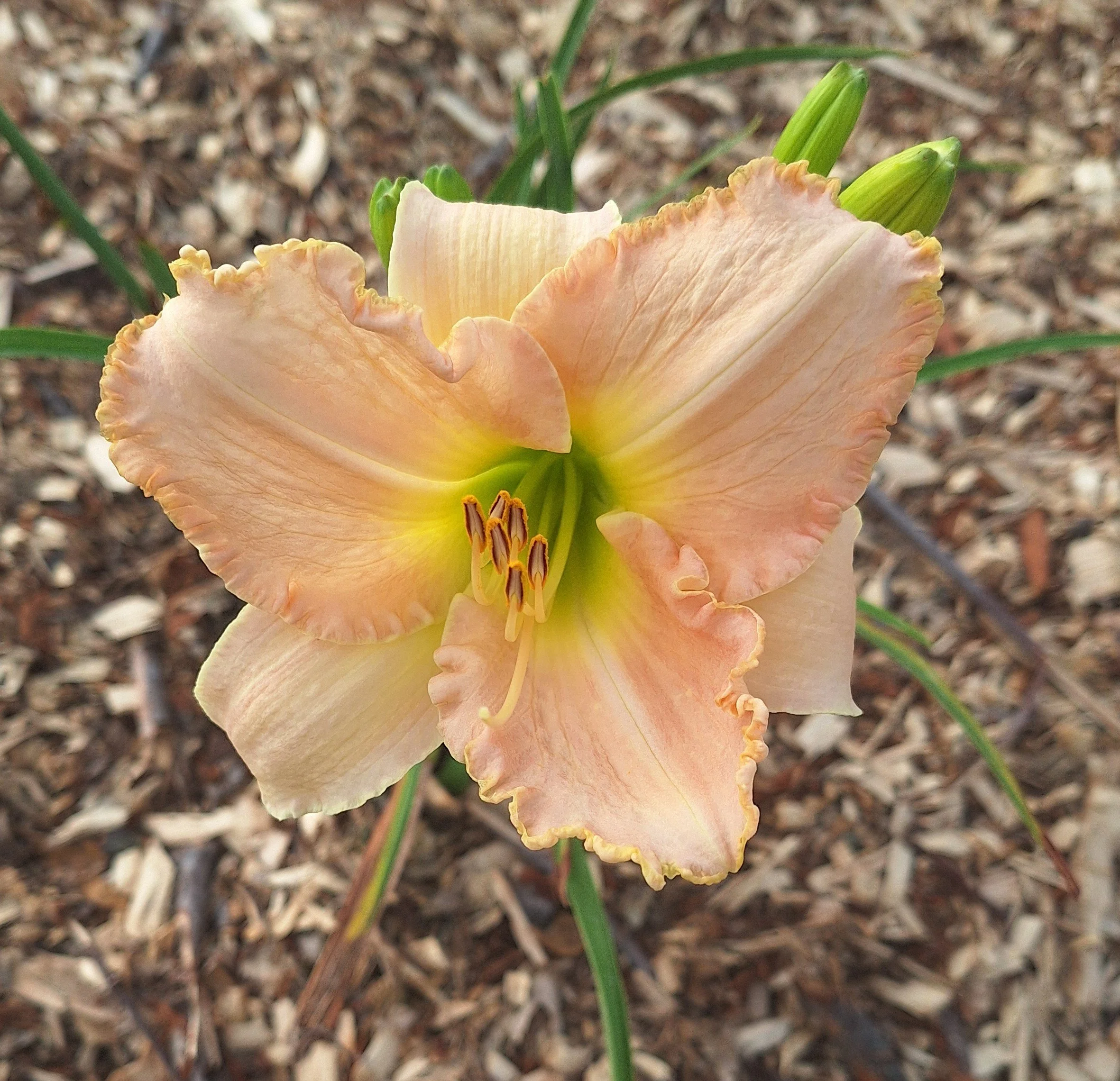 Plant Codes — Hillsdale Lily Garden